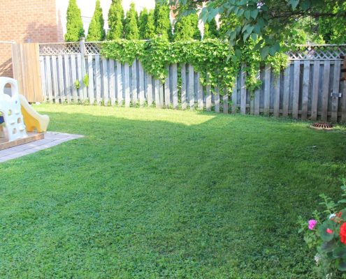 landscaping new backyard lawn