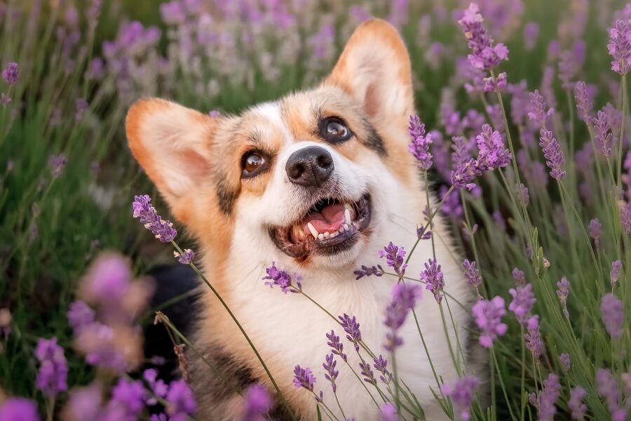 Dog in a field of lavender