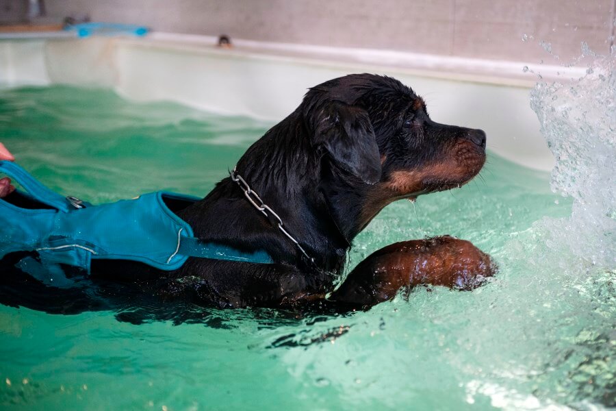 Dog swimming in a swim spa