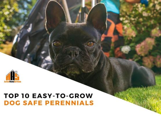 Easy to grow dog safe perennials