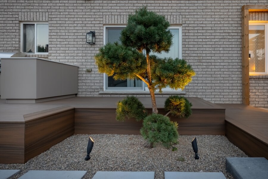 Backyard focal point tree