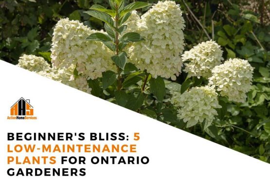 Low maintenance plants for Ontario gardeners