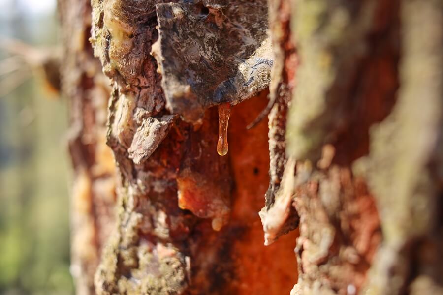 Spruce trees leak sap
