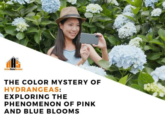 The Color Mystery of Hydrangeas