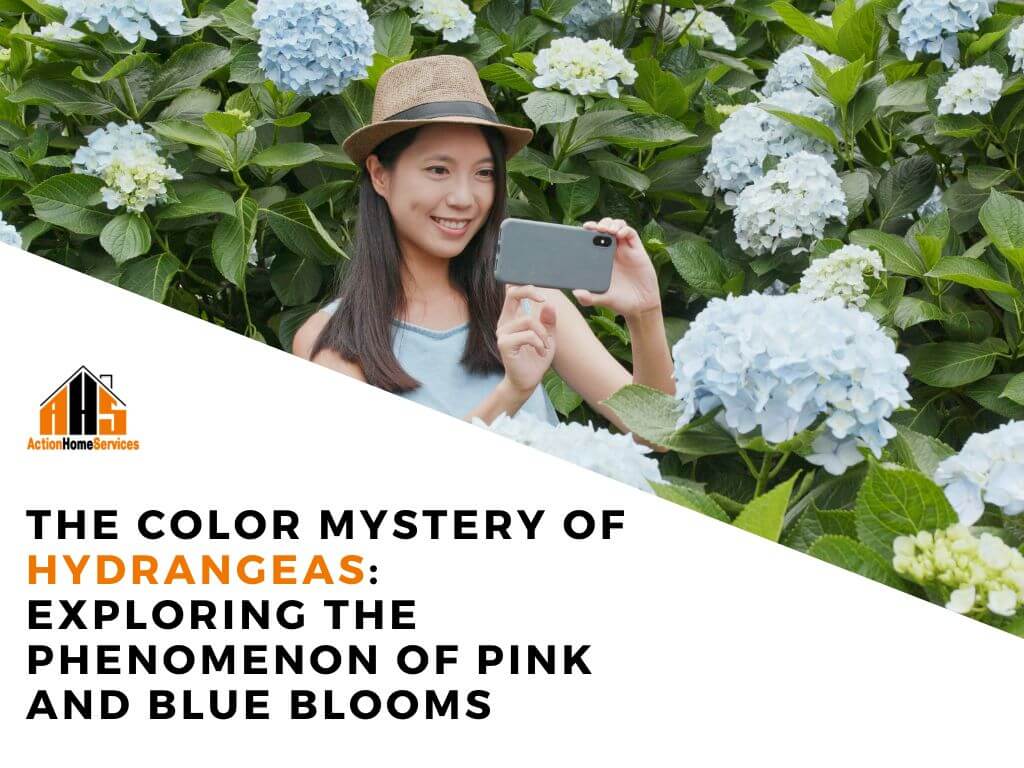 The Color Mystery of Hydrangeas