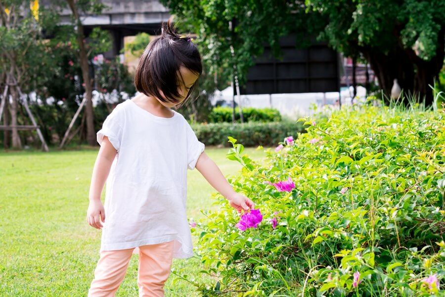 Backyard garden