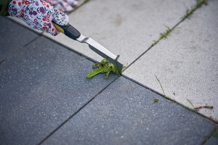 Removing interlock weeds