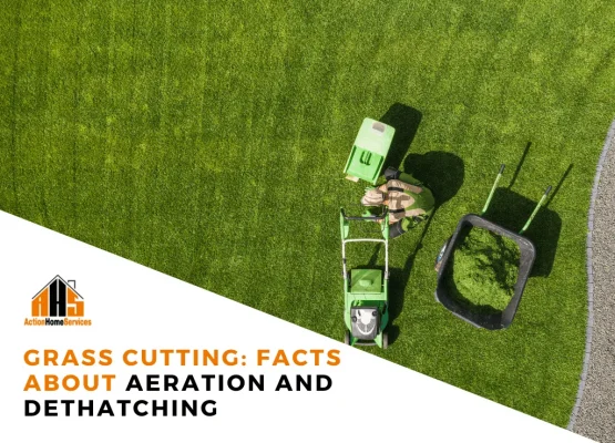 facts about aeration and dethatching
