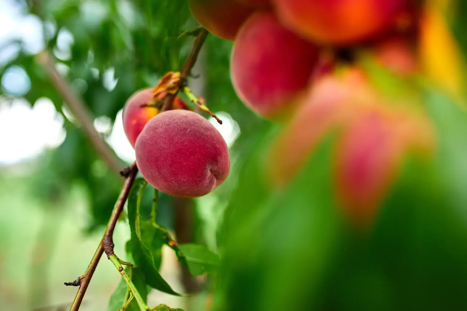 best peach trees for ontario