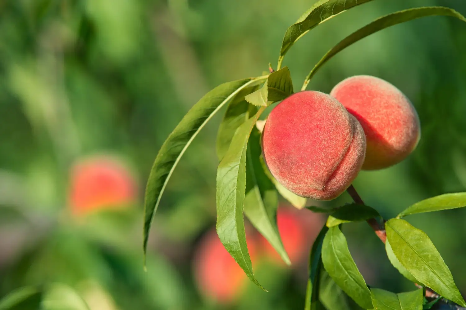 growth stages of peach tree