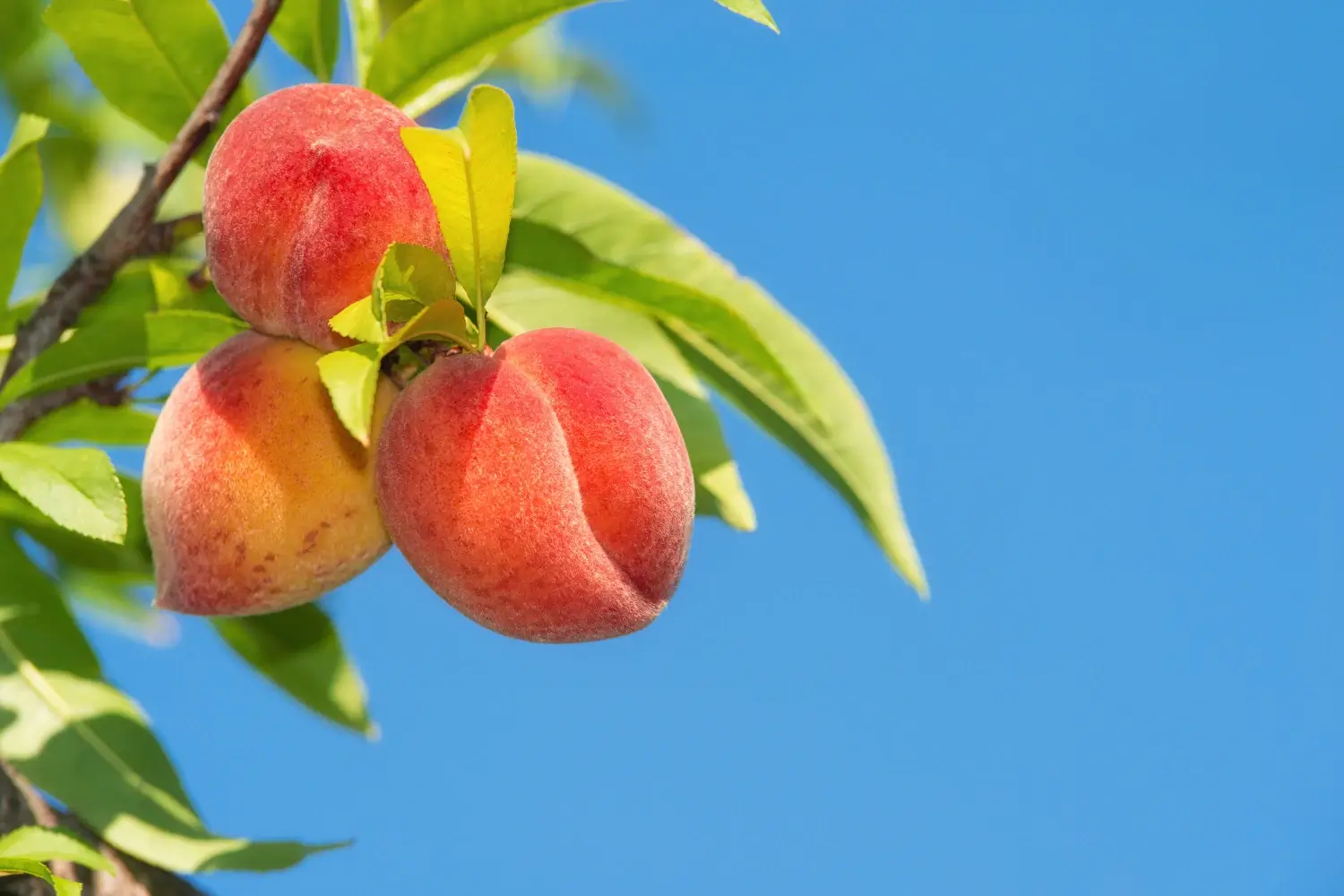 how to plant peach trees