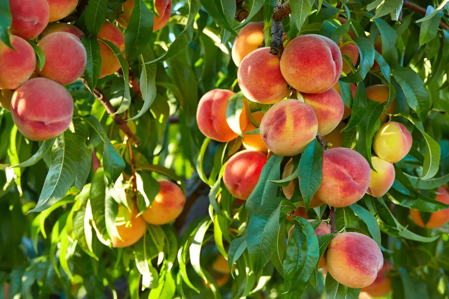 how to thin your peach tree