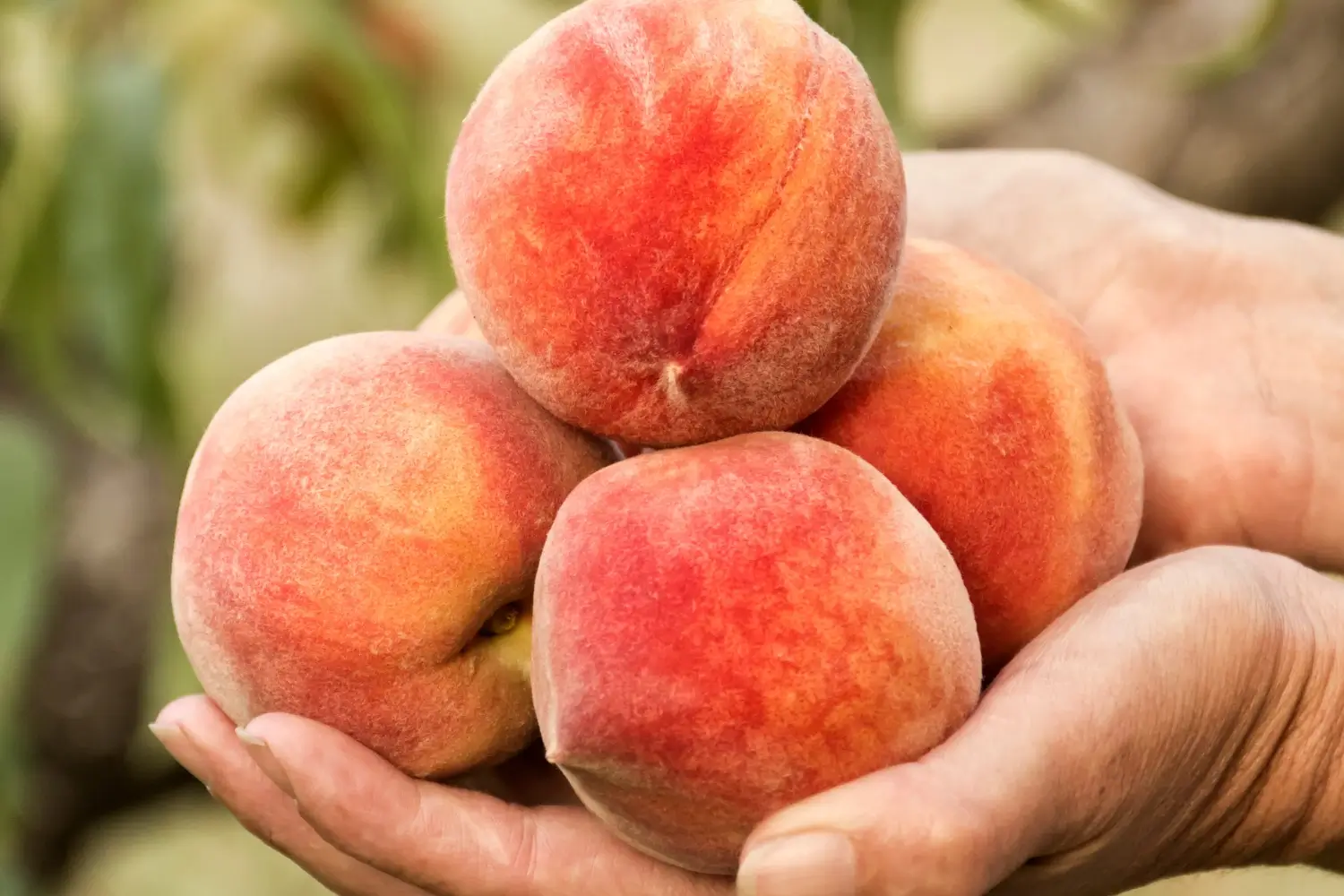 mini homeowners guide to grow peaches