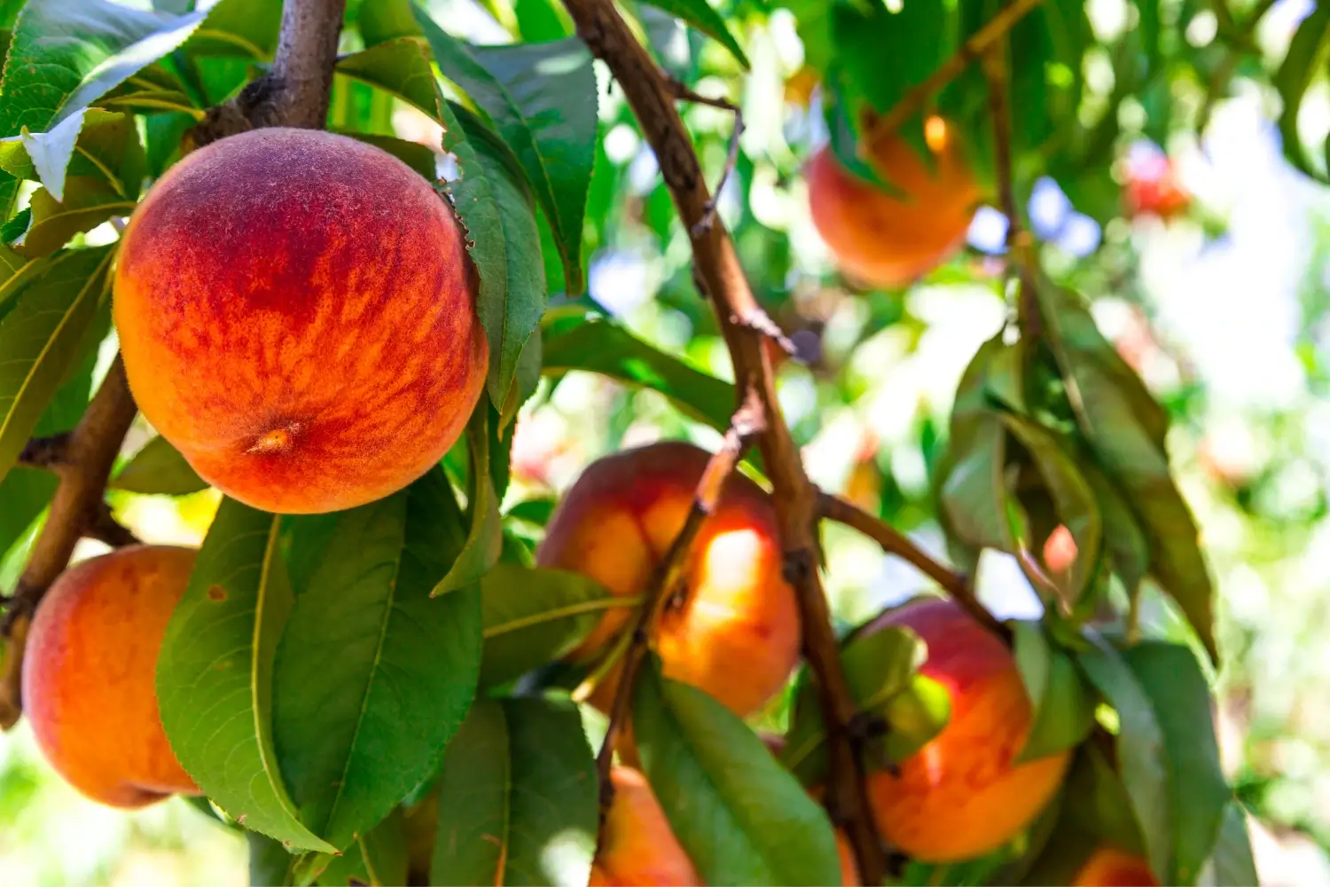 peach tree fertilizer type