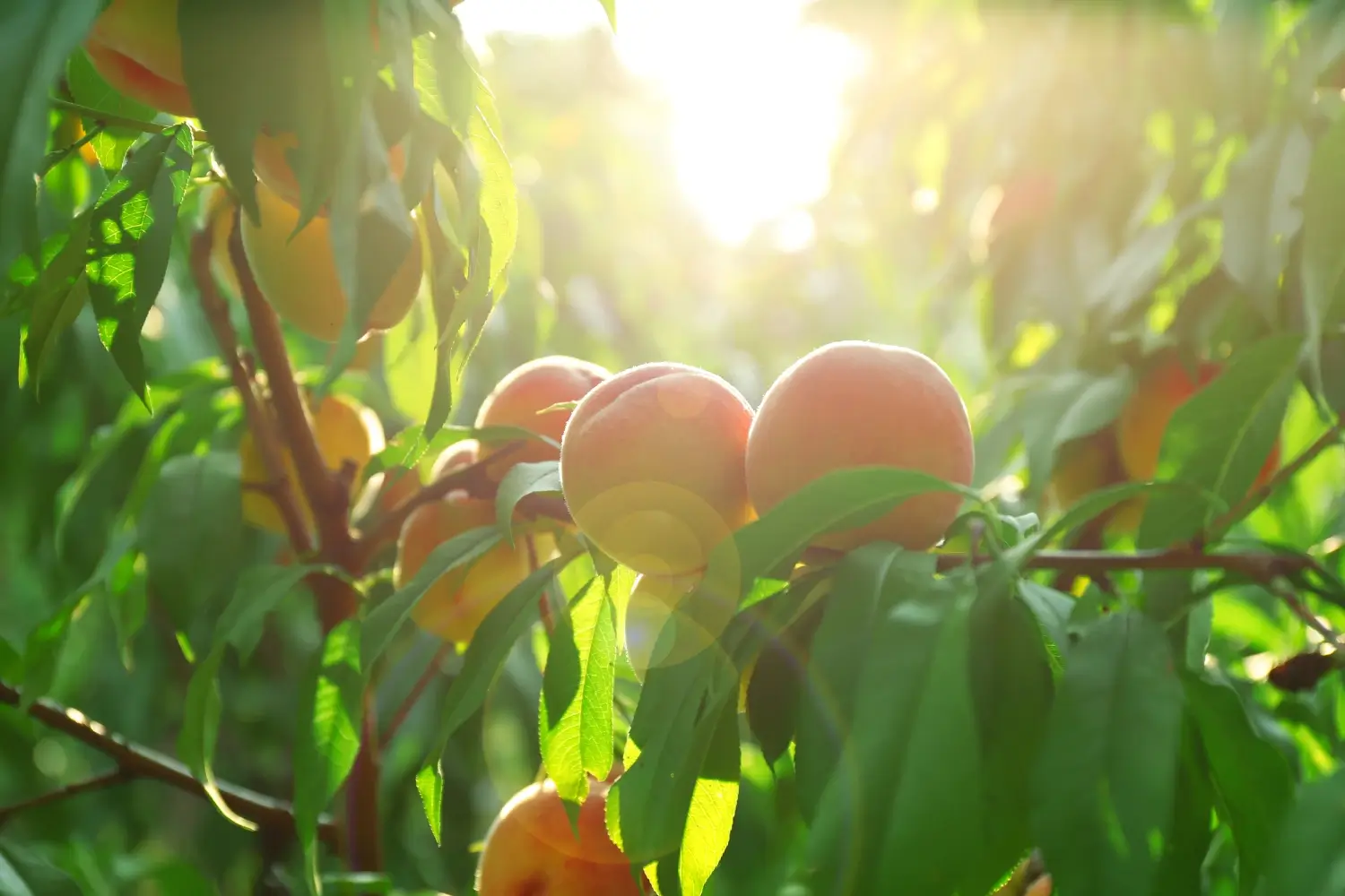 peach tree watering schedule