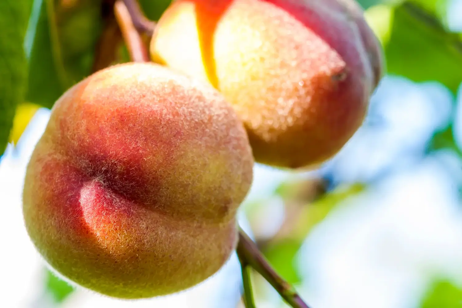 peach trees with biggest fruit