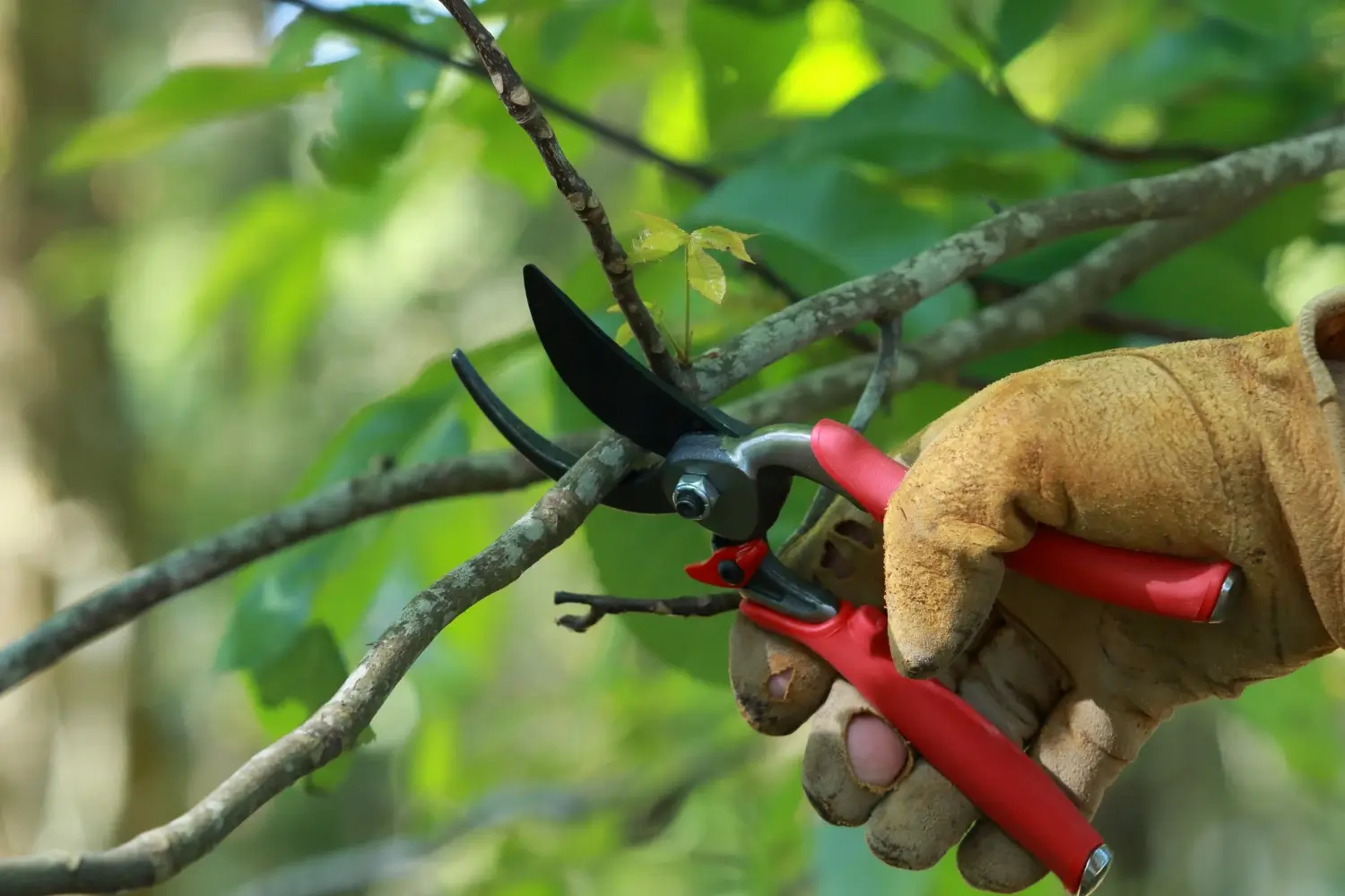 pruning tips for peach trees