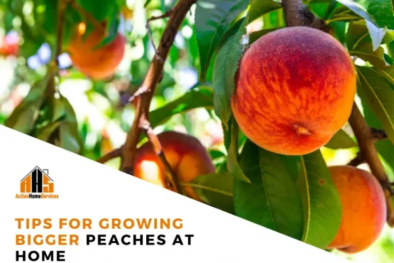 tips for growing bigger peaches at home