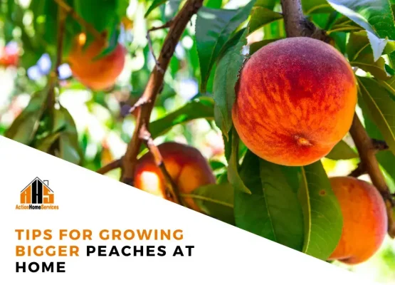 tips for growing bigger peaches at home