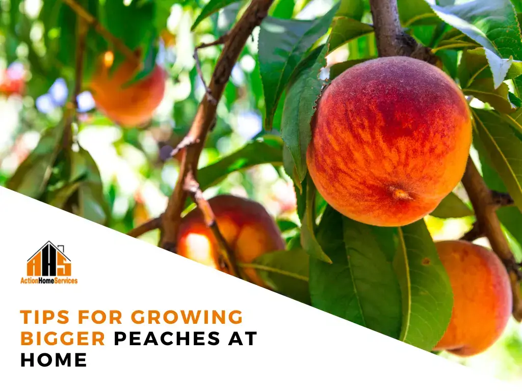 tips for growing bigger peaches at home
