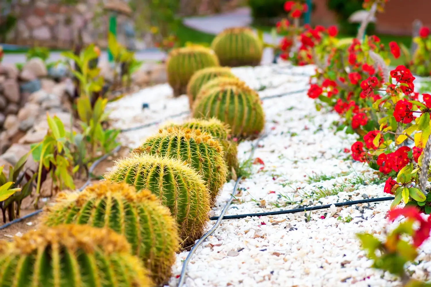 list of drought restistant plants