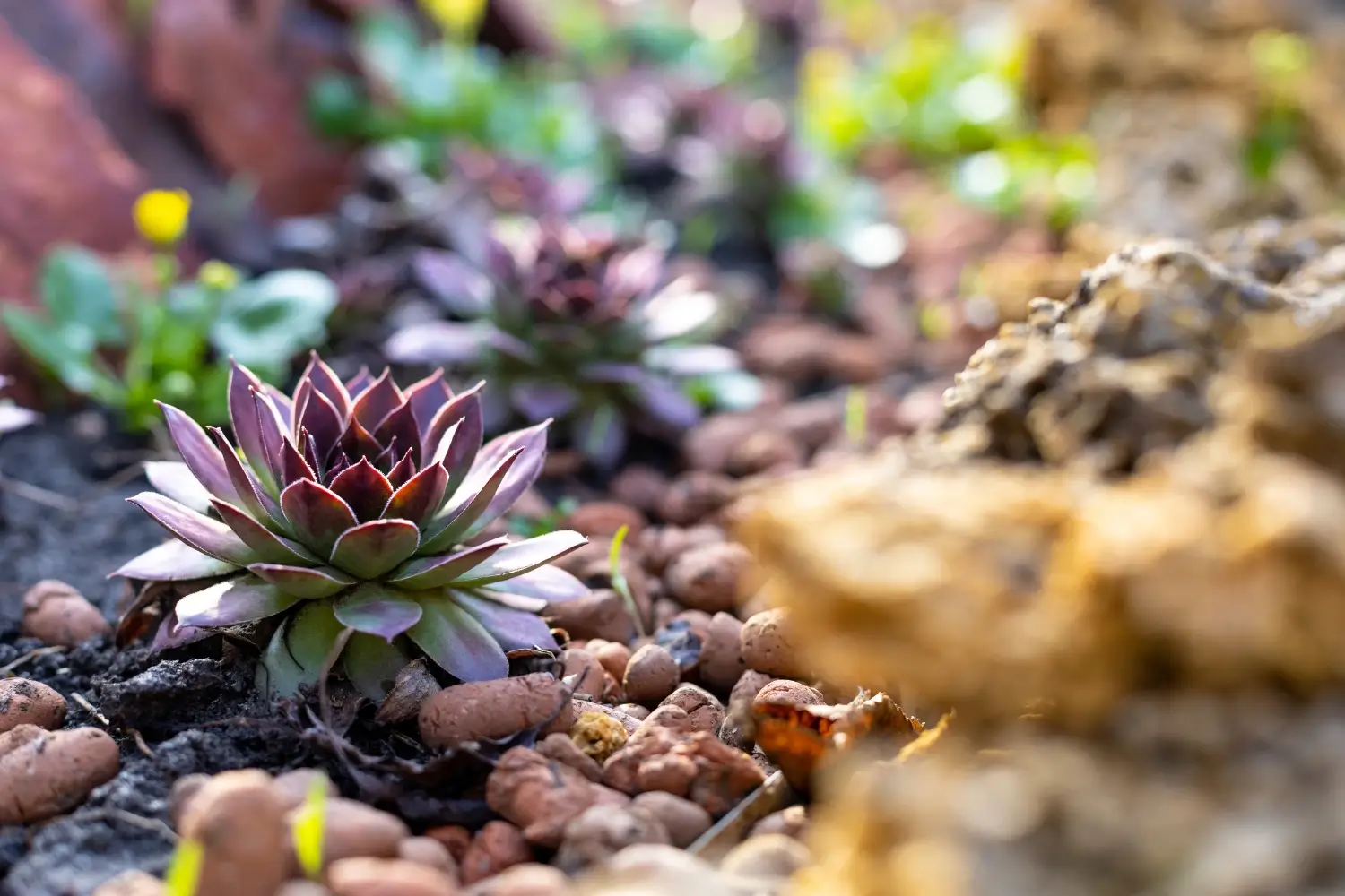 maintenance tips for xeriscapes